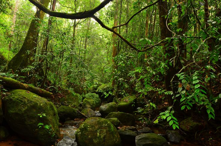 Sinharaja Forest Reserve